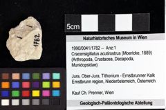Foto (Objket + Etiketten) von Goniodromites bidentatus (Reuss, 1858) 